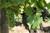 Thumbs/tn_20070713_257.jpg