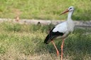 Thumbs/tn_IMG_1239.jpg